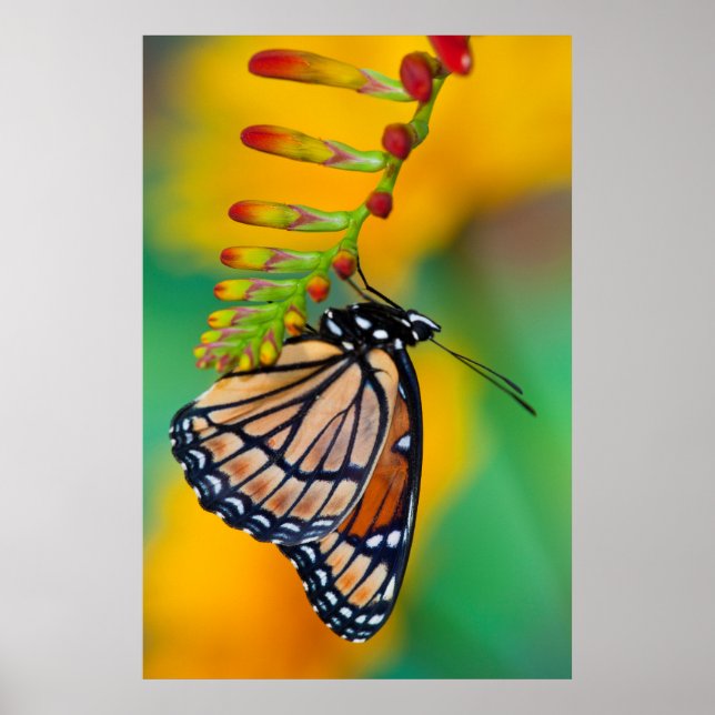 A Viceroy Butterfly on Flowers Poster (Front)