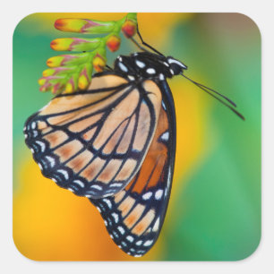A Viceroy Butterfly on Flowers Square Sticker