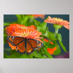 A Viceroy Butterfly on Orange Zinnias Poster