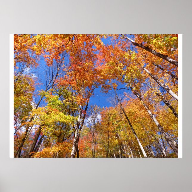 A View of Fall Poster (Front)