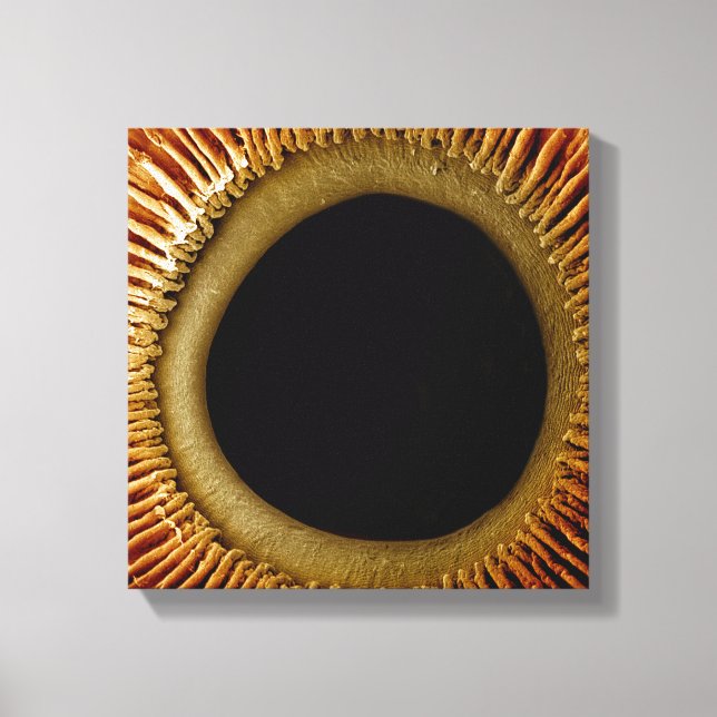 A view of the inner surface of the iris canvas print (Front)