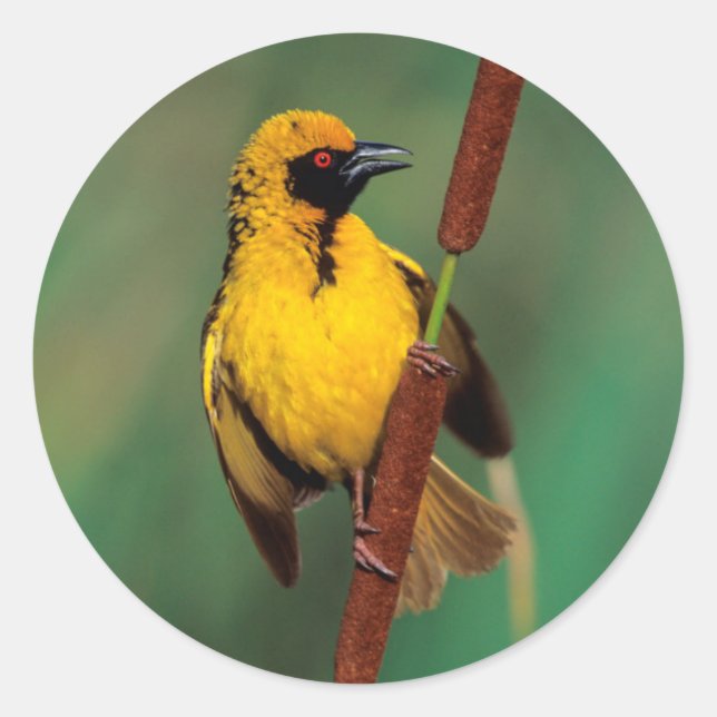 A Village Weaver calling while perched on a reed Classic Round Sticker (Front)