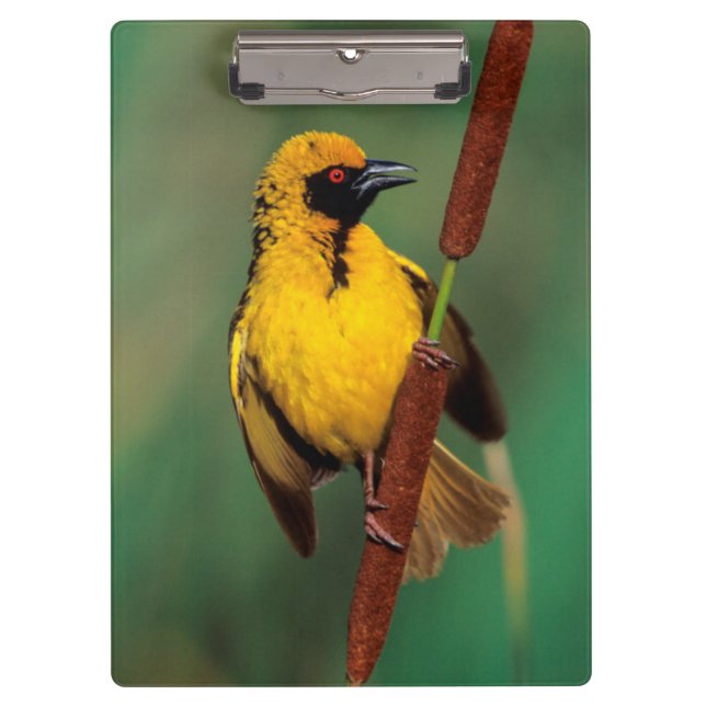 A Village Weaver calling while perched on a reed Clipboard (Front)