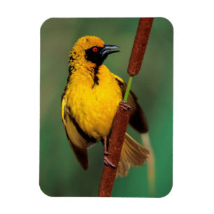 A Village Weaver calling while perched on a reed Magnet