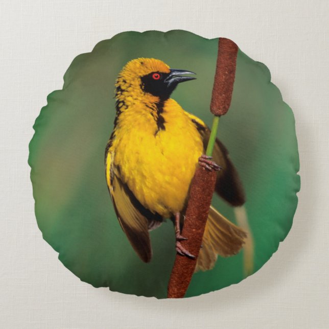 A Village Weaver calling while perched on a reed Round Pillow (Front)