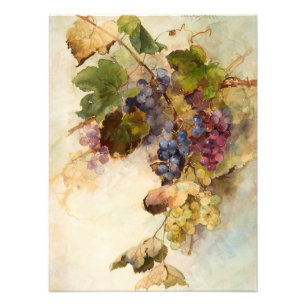A Vine of Grapes by Franz Bischoff Photo Print
