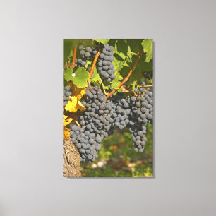 A vine with ripe Merlot grape bunches - Chateau Canvas Print