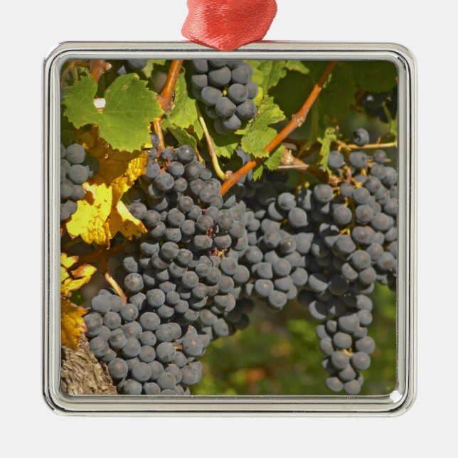 A vine with ripe Merlot grape bunches - Chateau Metal Ornament (Front)