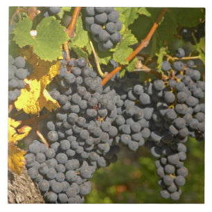A vine with ripe Merlot grape bunches - Chateau Tile
