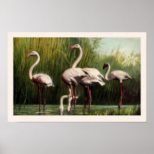 A Vintage Pink Flamingo Print