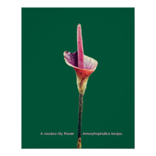 A voodoo-lily flower poster