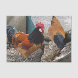 A Vorwerks Chicken pair, Rooster and Hen Eating Tissue Paper