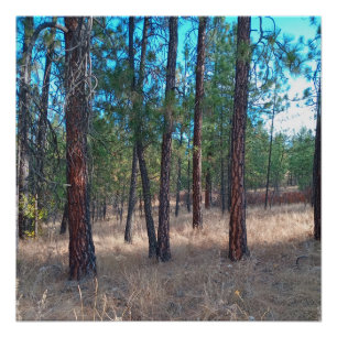 A walk among the trees Glossy Poster