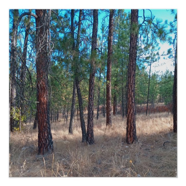 A walk among the trees Glossy Poster (Front)