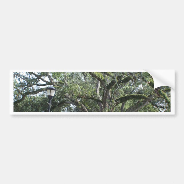 A Walk in the Park Bumper Sticker (Front)