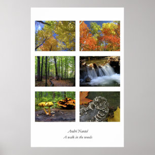 A walk in the woods, poster