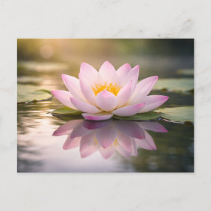 A Waterlily Postcard