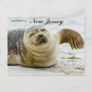 A Wave and a Wink From a Seal in New Jersey Postcard