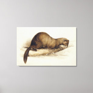 A Weasel, 1832 (w/c, pen, ink, gouache and gum ove Canvas Print