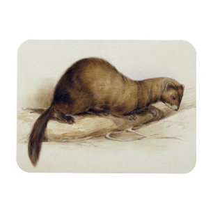 A Weasel, 1832 (w/c, pen, ink, gouache and gum ove Magnet