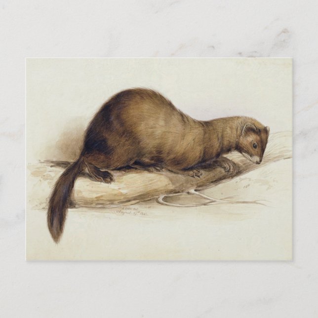 A Weasel, 1832 (w/c, pen, ink, gouache and gum ove Postcard (Front)
