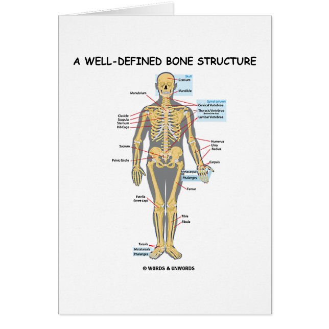 A Well-Defined Bone Structure (Human Skeleton) (Front)