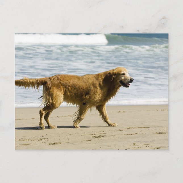A wet dog at the beach. postcard (Front)