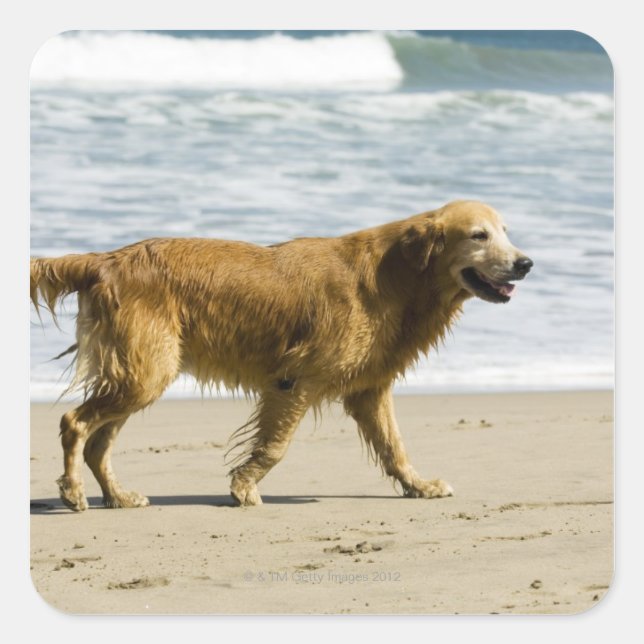 A wet dog at the beach. square sticker (Front)