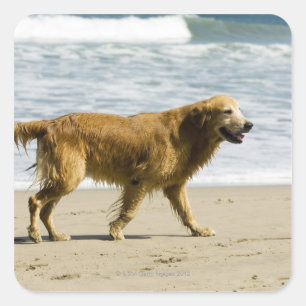 A wet dog at the beach. square sticker