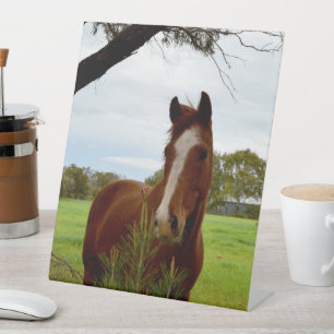"A Whiff of Nature: A Chestnut Horse and Banksia, Pedestal Sign