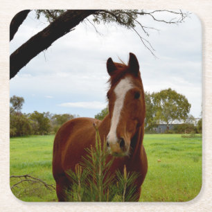 "A Whiff of Nature: A Chestnut Horse and Banksia, Square Paper Coaster