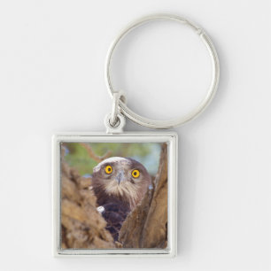 A White-breasted Snake Eagle Keychain