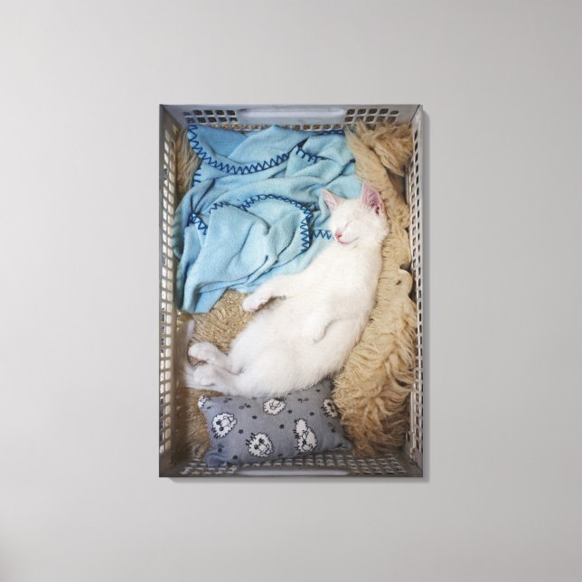 A white cat sleeping in a laundry basket, canvas print (Front)