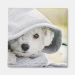 a white dog wearing a hood of shirt magnet