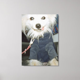 A white dog wearing clothes. canvas print
