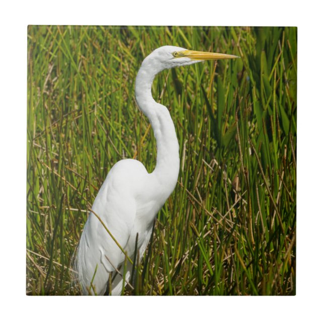 A White Egret in the Marsh Tile (Front)