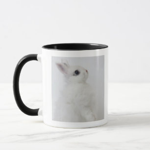 A white rabbit.Jersey Wooly. Mug