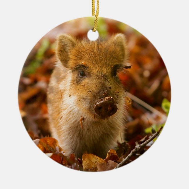 A Wild Boar Piglet Sus Scrofa in the Autumn Leaves Ceramic Ornament (Front)