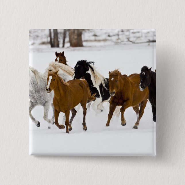 A winter scenic of running horses 2 inch square button (Front)