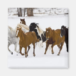 A winter scenic of running horses magnet