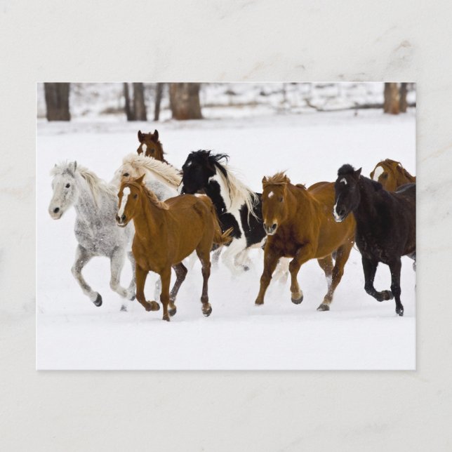 A winter scenic of running horses postcard (Front)