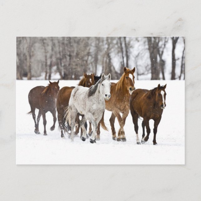 A Winter Scenic of Running Horses Postcard (Front)
