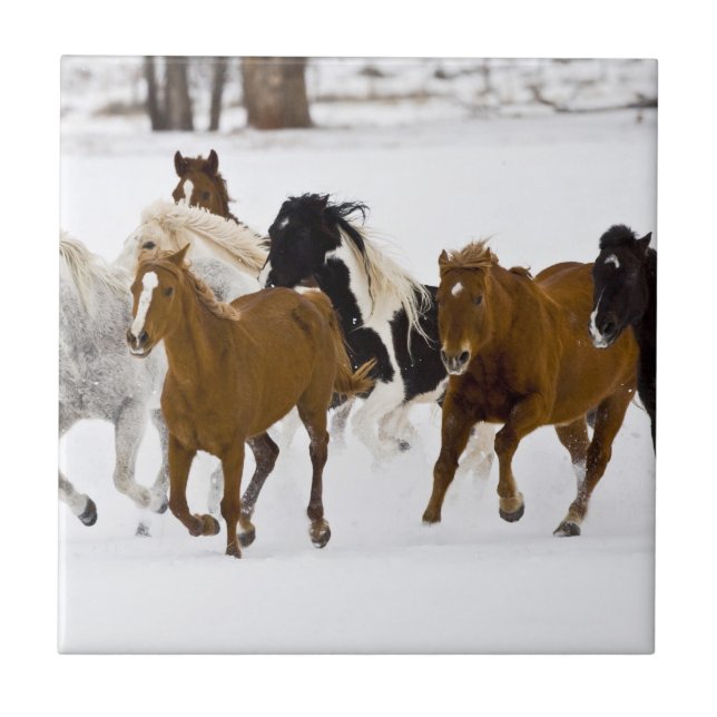 A winter scenic of running horses tile (Front)