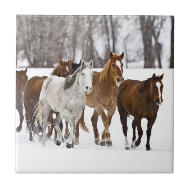 A winter scenic of running tile (Front)