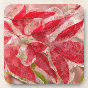 A winters ice storm covering the leaves of coaster