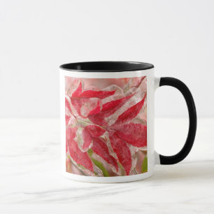 A winters ice storm covering the leaves of mug