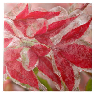 A winters ice storm covering the leaves of tile