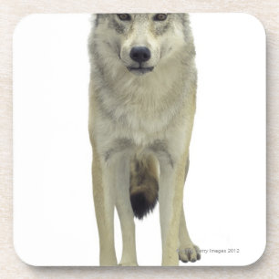A wolf coaster