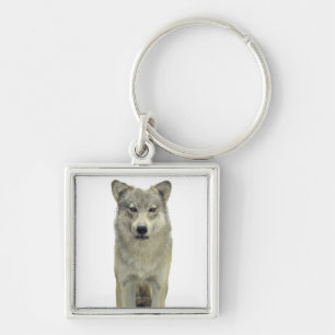 A wolf keychain