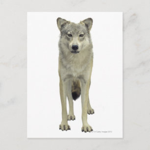 A wolf postcard